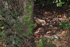 Hierophis viridiflavus carbonarius