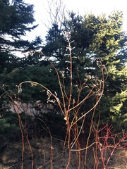 Chamaenerion angustifolium