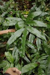 Bolbitis heteroclita