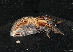Notodonta scitipennis