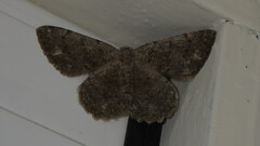 Dicrognophos sartata