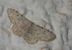 Idaea camparia