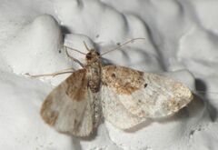 Eupithecia breviculata