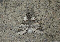 Furcula occidentalis