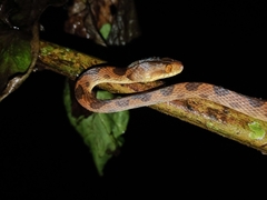 Leptodeira