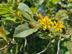 Grewia flavescens