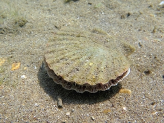 Pecten jacobaeus