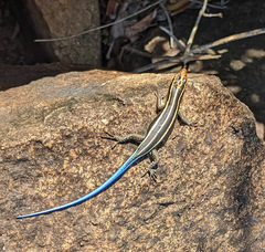 Trachylepis margaritifera