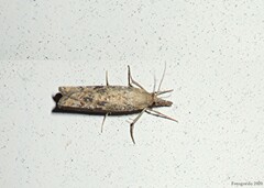 Neodactria luteolellus