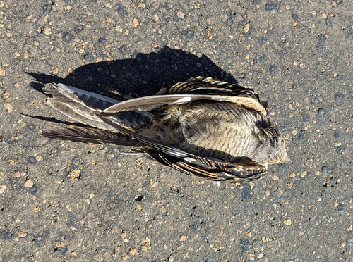 Square-tailed Nightjar (Caprimulgus fossii), photo 7