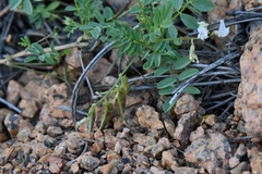 Astragalus sparsiflorus