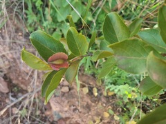 Combretum