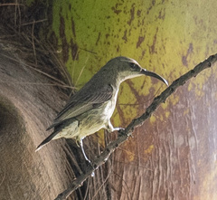 Cinnyris bifasciatus
