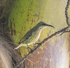 Cinnyris bifasciatus