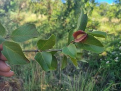 Combretum