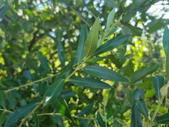 Olea europaea cuspidata