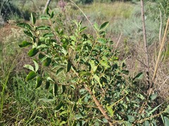 Sclerocarya birrea caffra