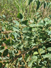 Sclerocarya birrea caffra