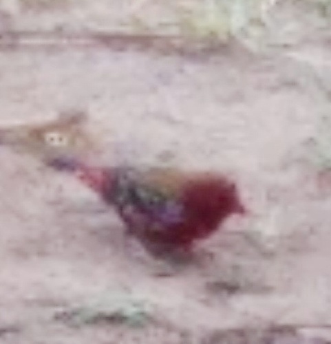 Red Avadavat (Amandava amandava), photo 5