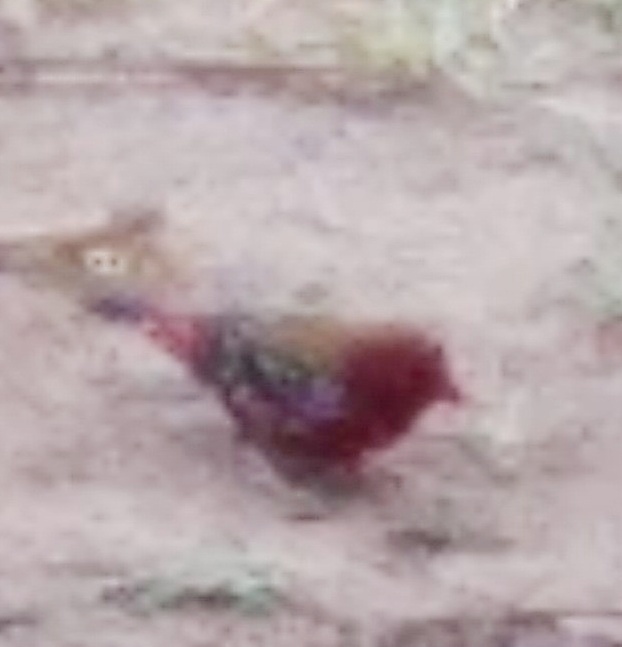 Red Avadavat illustration
