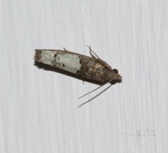 Eucosma parmatana
