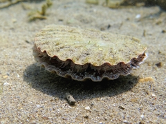 Pecten jacobaeus