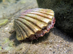 Pecten jacobaeus