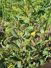 Ozoroa paniculosa