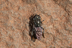 Eumerus latitarsis