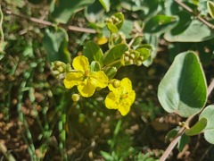 Sphedamnocarpus pruriens