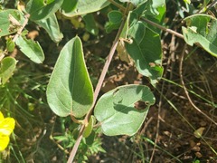 Sphedamnocarpus pruriens