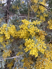 Acacia podalyriifolia