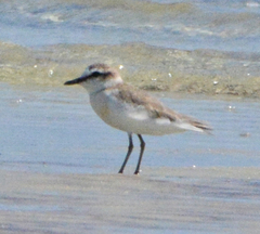 Charadrius marginatus
