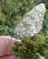 Melanargia russiae