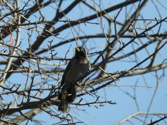 Pycnonotus xanthopygos