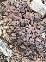 Clavascidium lacinulatum