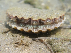 Pecten jacobaeus
