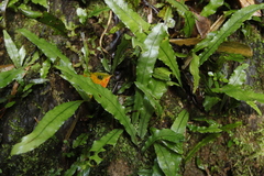 Leptochilus wrightii