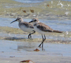 Charadrius leschenaultii