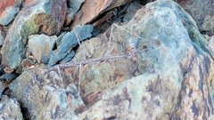 Parabacillus hesperus