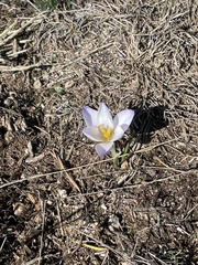 Crocus carpetanus