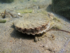 Pecten jacobaeus