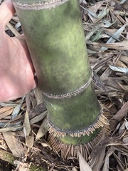 Phyllostachys bambusoides