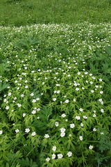 Anemonastrum dichotomum