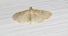 Herpetogramma aeglealis