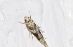 Coleotechnites atrupictella