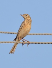 Anthus godlewskii