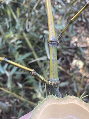 Phyllostachys bambusoides