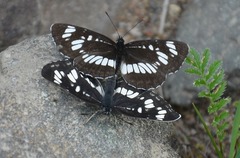 Neptis rivularis