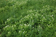 Anemonastrum dichotomum